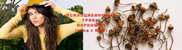стафф Алексин