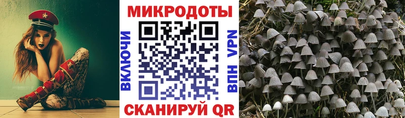 Галлюциногенные грибы Psilocybine cubensis  Дно 